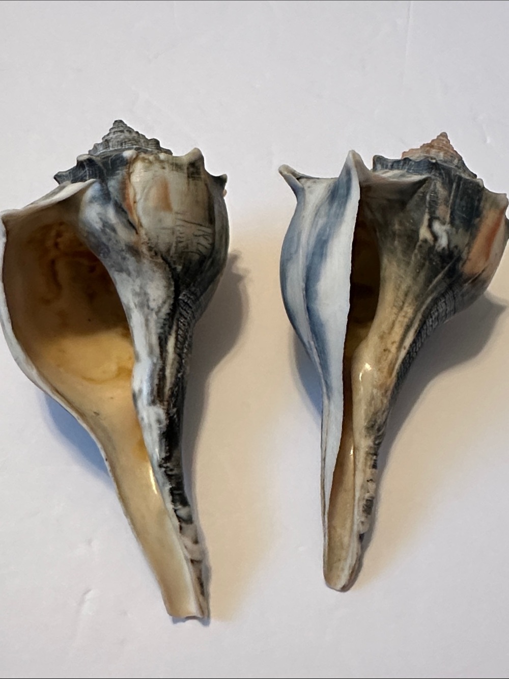 Decorative Natural Lightening Whelk Sea Shell Pair in Gray and Cream - Picture 4 of 7